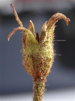  Capsule enveloped by persistent calyx